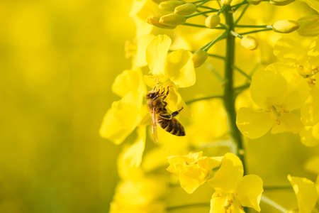Bee colllecting pollen for honey on blooming rapeseed canola flowers.の写真素材