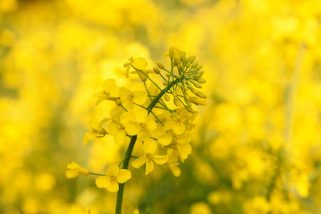 Closeup of blooming yellow canola rapeseed plant on field at springの写真素材