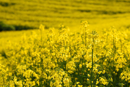 Canola rapeseed farm field in bloom with bright yellow flowers at springの写真素材