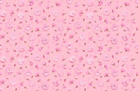 Seamless floral pattern of sakura cherry flowers buds and petals, late blooming double flowered japaneese yaezakura on pink background flat lay top viewの写真素材