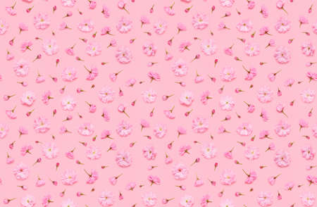 Seamless floral pattern of sakura cherry flowers floral, late blooming double flowered japaneese yaezakura on pink background flat lay top viewの写真素材