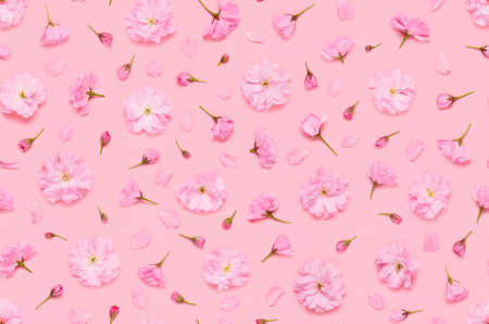 Seamless floral pattern of sakura cherry flowers buds and petals, late blooming double flowered japaneese yaezakura on pink background flat lay top viewの写真素材