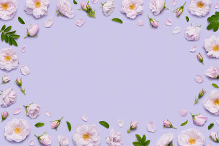 Pink blooming Celestial minden rose flowers frame border on pastel violet background top view flat layの写真素材