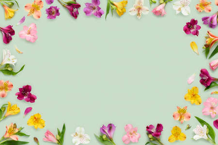 Floral frame border of assorted Alstroemeria flowers, also known as Peruvian lily or lily of the Incas, leaves buds and petals on green background top view flat layの写真素材