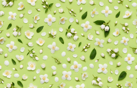 Seamless floral pattern of Jasminum Grandiflorum Royal Jasmine flowers, leaves buds and petals on green background top view flat layの写真素材