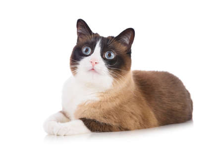 Curious snowshoe cat lying on white background isolated and looking upの写真素材