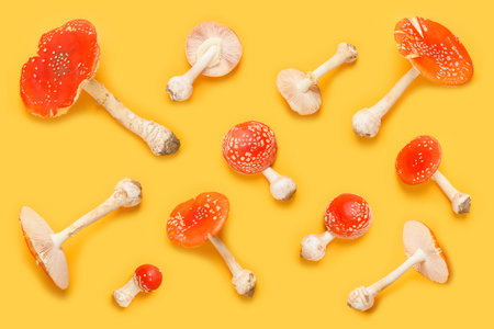 Amanita muscaria fly agaric poisonous hallucinogenic forest mushrooms pattern on yellow background...