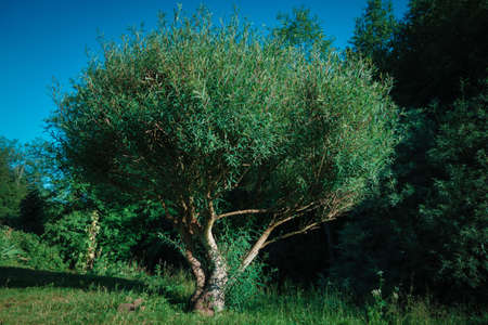 A sprawling bush in a clearing in a Russian forest during the day, grass, trees and a blue skyの写真素材