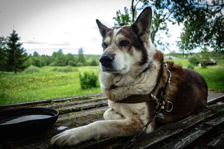 Sad Dog on a chain lies on boards next to a mine with water on a sunny day in the village against a backdrop of fields and treesの写真素材