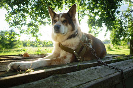 In summer, a dog on a chain lies on the roof of a kennel, there are trees nearby, a village in Russia.の写真素材