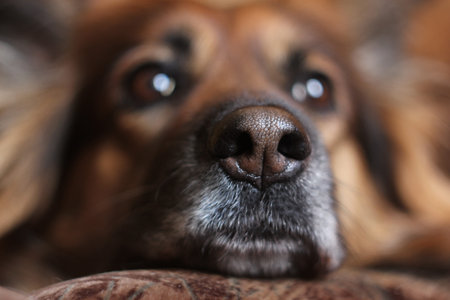 dog's nose