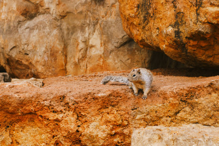 Rocky Ground Squirrel on a rockの写真素材