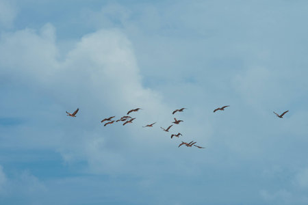 Wedge of pelicans in taxasの写真素材