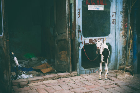Goat on the streets of Delhiの写真素材