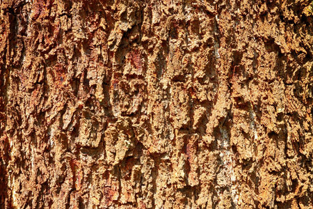 crust  background