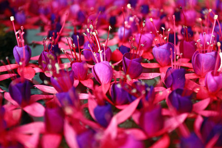 close up fucshia flower float on water