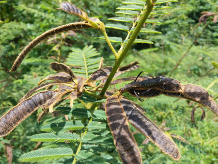 Mimosa pigra (Yoda Nidikumba) Plant in Jungleの写真素材