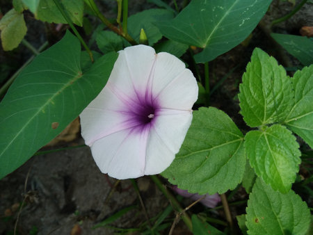 Sri Lankan Water spinach (Kankun) Flower in jungle