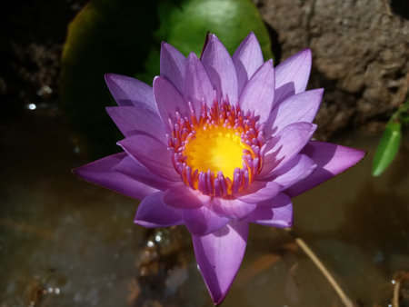 Sri Lankan Nymphaea nouchali(Nil Manel) Flower in Pond