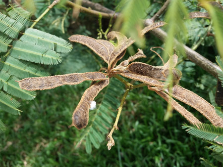 Mimosa pigra(Yoda Nidikumba) Plant in Sri Lankan Jungle