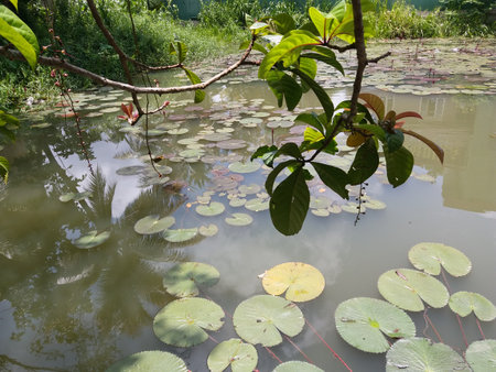 Nymphaea nouchali
Plant with Lake Sri Lanka 2022の写真素材