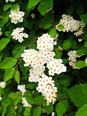 close up shrub of flowering white meadowsweet