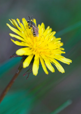 Little young bee is resting on the yellow dandelion and catching warmth of the spring sun rays. Nice...
