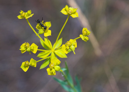 Interstellar journey of the ant. Black ant on yellow star-like flower.