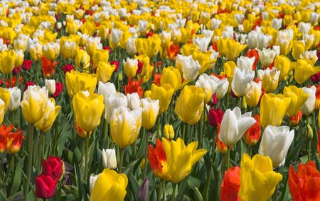 Nice flower-bed of  yellow-white and red tulips in Gardenの写真素材