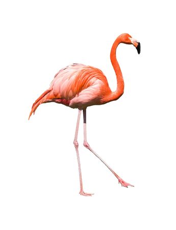 Dancing red caribbean flamingo  isolated on white background. Clipping path includedの写真素材