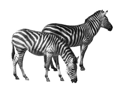 Couple of zebras over white background. Clipping path included.の写真素材