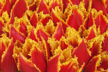 Close-up of bunch of red tulips with fringed petals edges of yellowの写真素材