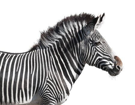 Grevy's zebra close-up isolated over white background. Clipping path included.の写真素材