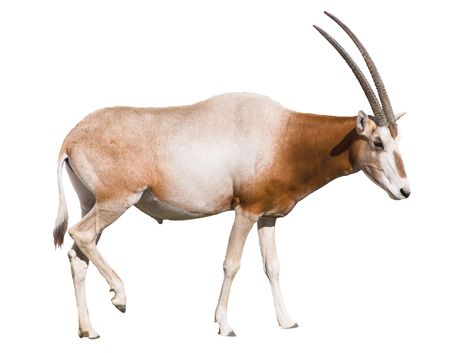 Scimitar Horned Oryx (damma) isolated over white background. Clipping path included.の写真素材