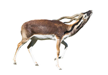 Indian Black Buck Antelope (Antelope cervicapra L.) isolated over white background. Also known as Kala Hiran. Clipping path included.の写真素材