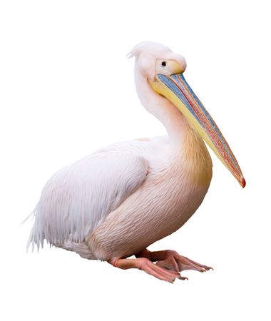 Great white pelican (Pelecanus onocrotalus) isolated over white background. Pelican is ancient symbol of maternal love. の写真素材