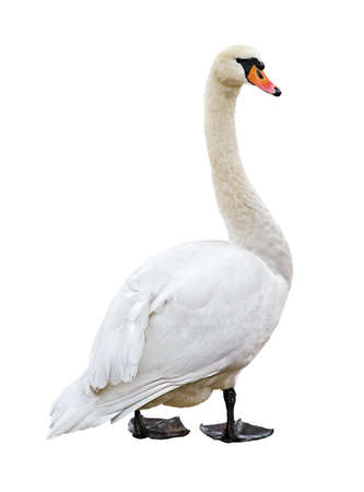 White mute swan (Cygnus olor) isolated on blank background. の写真素材