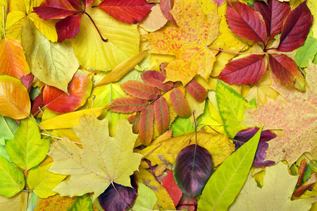 Background of autumn leaves