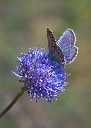 Blue butterfly gathering nectar on blue flowerの写真素材