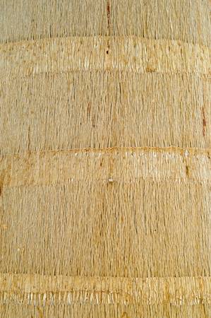 Royal palm wooden textureの写真素材