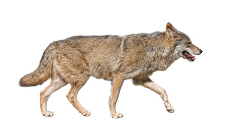 Gray wolf (Canis lupus) run in hunting pursuit side view