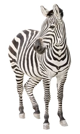 Zebra pregnant two days before foal birth front view looking isolated on white backgroundの写真素材