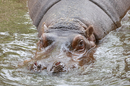 Hippopotamus in river water front view
