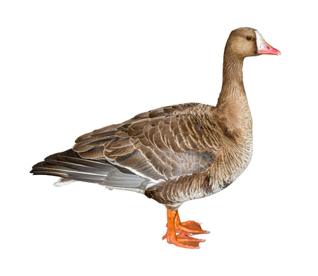 Wild White-Fronted Goose isolated on white background with clipping pathの写真素材