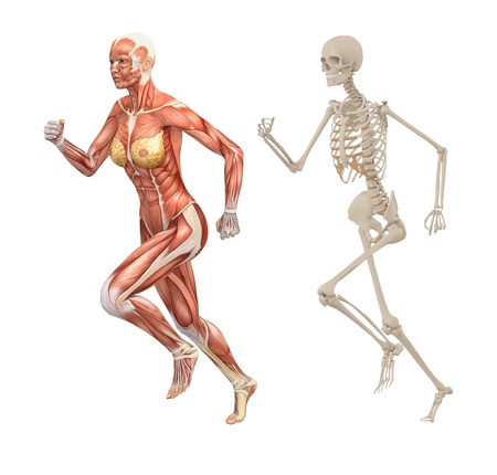 Female muscles and skeletonの写真素材