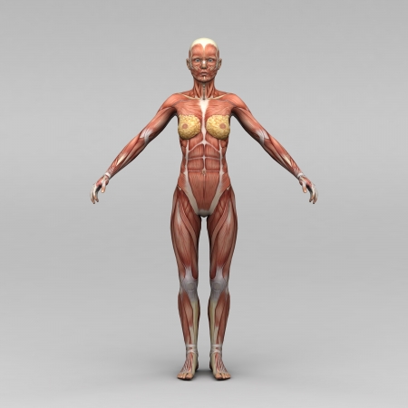Young female human anatomy and musclesの写真素材