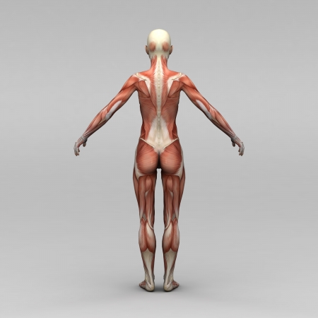 Young female human anatomy and musclesの写真素材