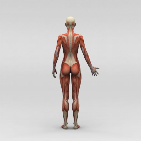 Athletic female human anatomy and musclesの写真素材