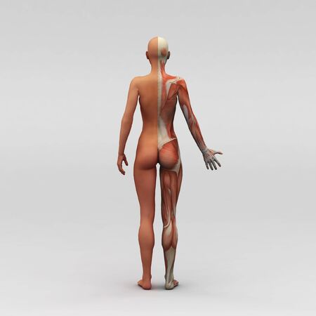 Athletic female human anatomy and musclesの写真素材