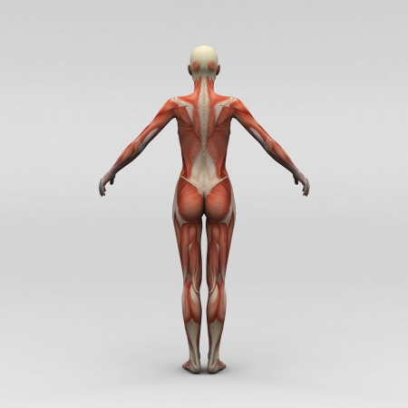Female human anatomy and musclesの写真素材
